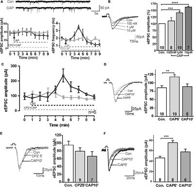 Effects of TRPV1 Activation by Capsaicin and Endogenous N-Arachidonoyl Taurine on Synaptic Transmission in the Prefrontal Cortex